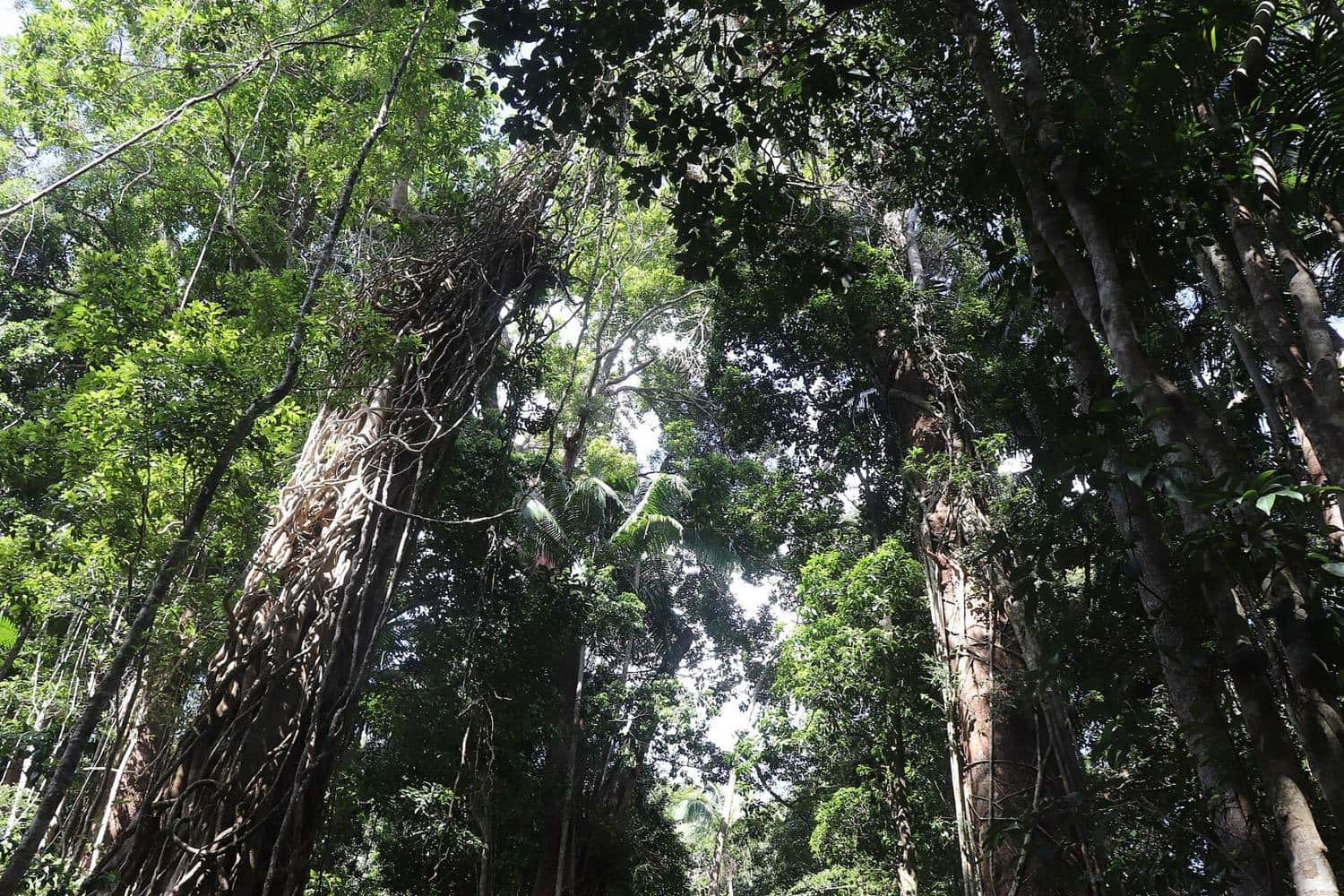 Rainforest growing on sand in the Cooloola section of Great Sandy National Park