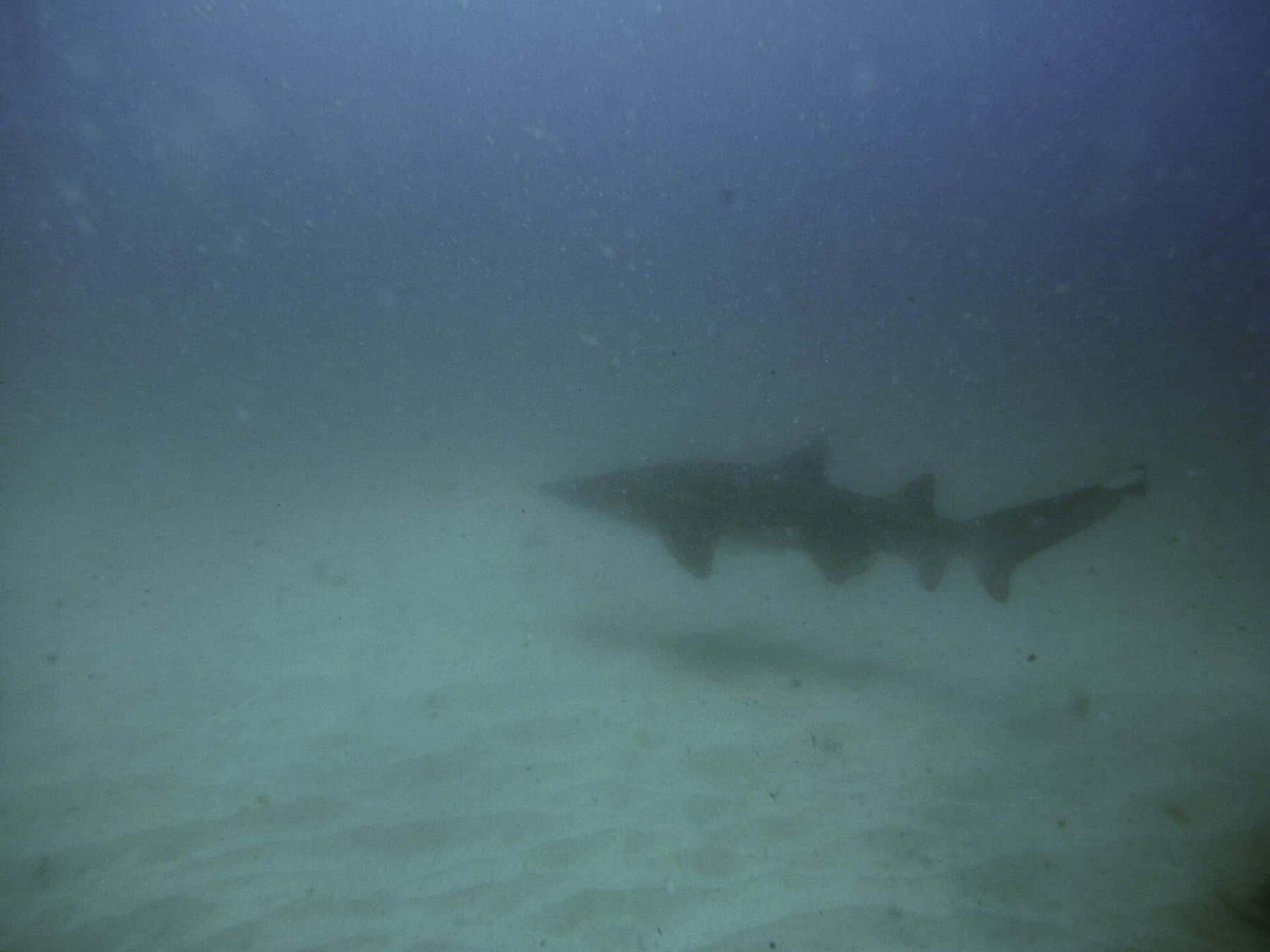 A grey nurse shark swimming close to the camera